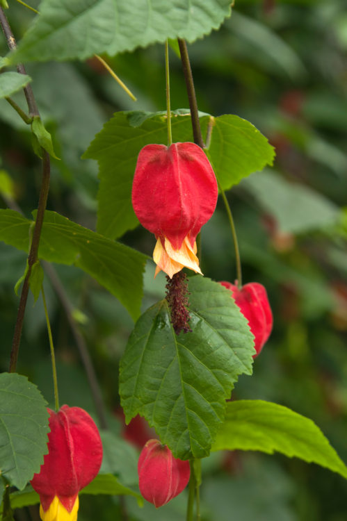 Abutilon megapotanicum -Karin de Mamiel -Edit abutilon megapotanicum - Hortus Focus