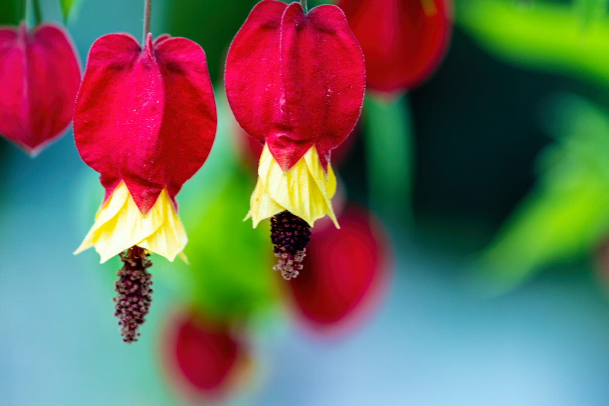abutilon megapotanicum