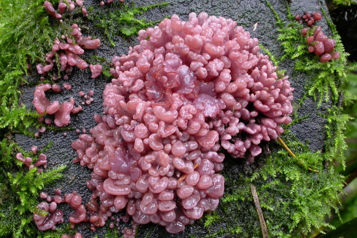 Ascocoryne_sarcoides - Daryl Thompson -Edit Ascocoryne sarcoides - Hortus Focus