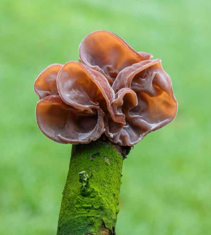 Auricularia_auricula-judae- Dominicus Johannes Bergsma-Edit Auricularia auricula - Hortus Focus