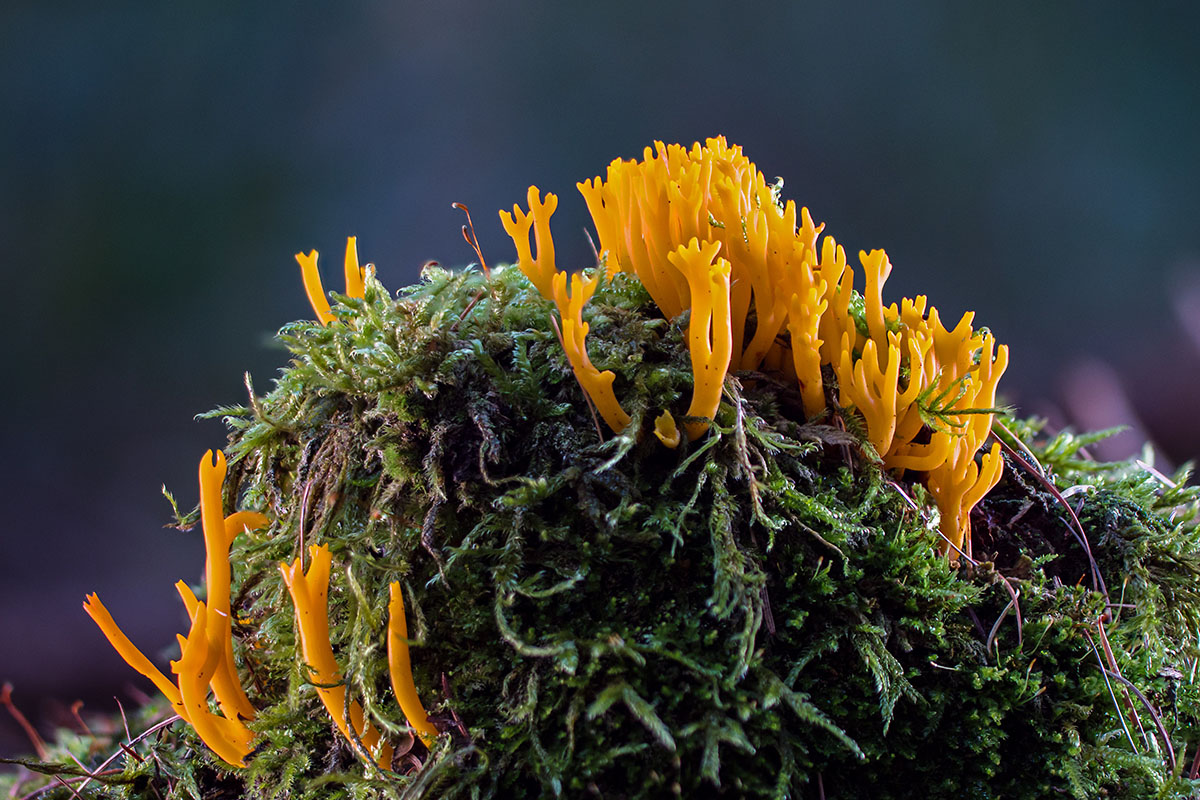 calocère visqueuse - calocera viscosa - champignon - adege - calocera-viscosa-4511805 - 1200x800 Calocera viscosa