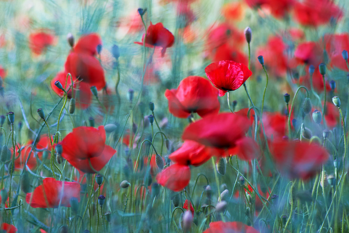coquelicot - papaver - wolfgang-hasselmann-TUoBcf07vDo-unsplash-1200x800 coquelicot - Hortus Focus