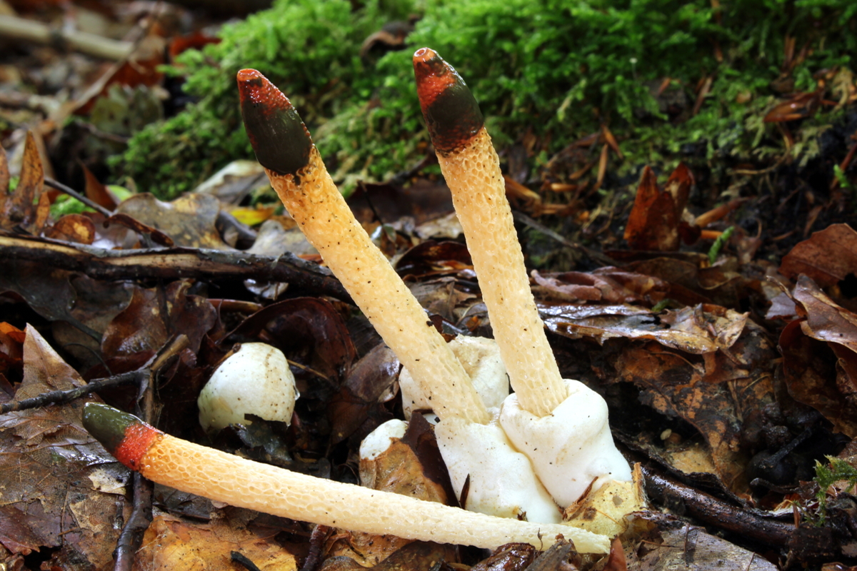 Gemeine_Hundsrute_Mutinus_caninus - H. Krisp - wikimedia-Edit Mutinus caninus - Hortus Focus