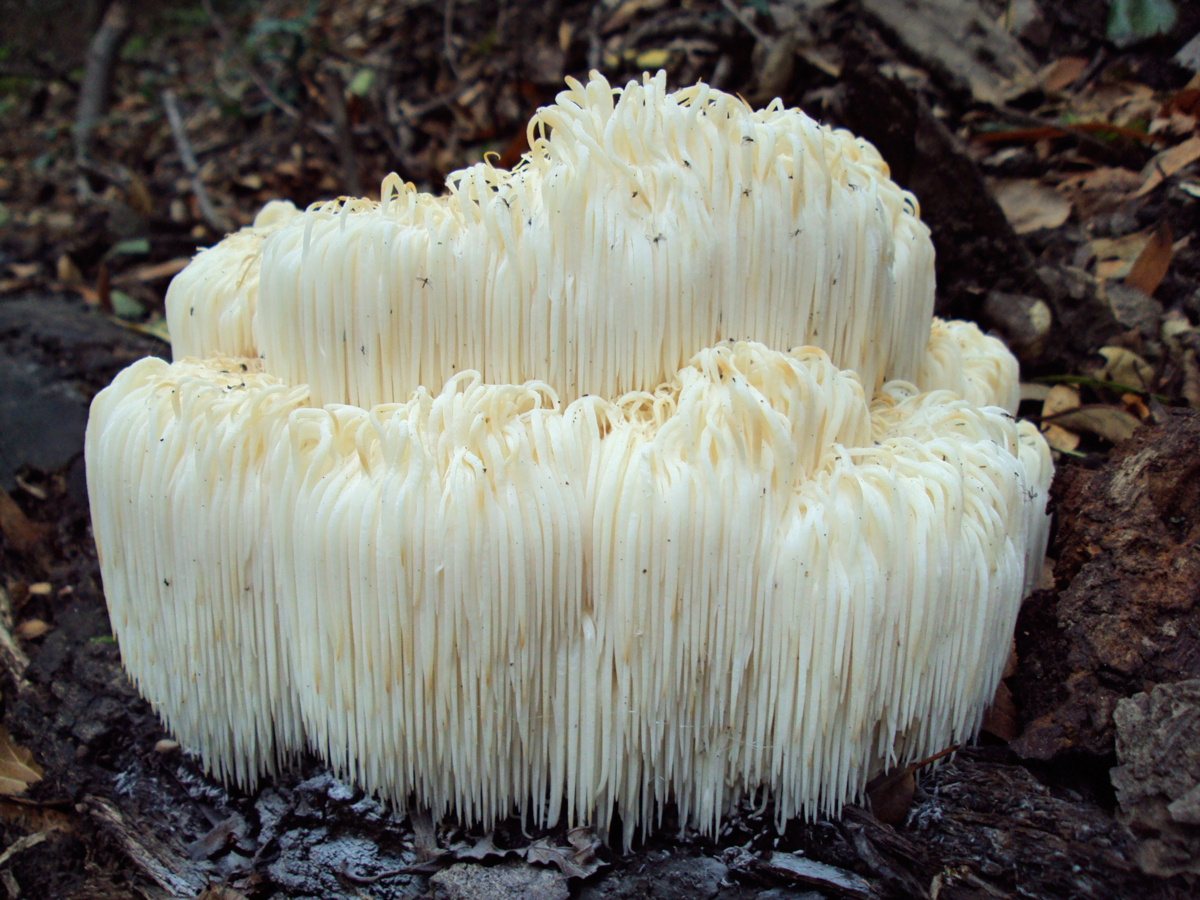 Hericium_erinaceus_64176_02 - Richard Sullivan-Edit Hericium erinaceus - Hortus Focus