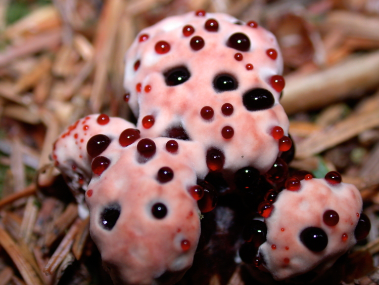 Hydnellum_peckii. Darvin DeShazer - Mushroom observer-Edit Hydnellum peckii - Hortus Focus