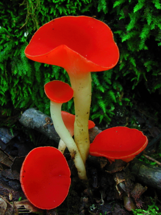 Sarcoscypha_occidentalis - Dan Molter - Mushroom Observer - jpg-Edit Sarcoscypha occidentalis - Hortus Focus