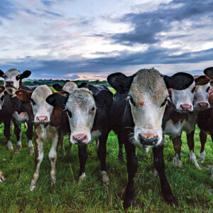 veau - vache - karl-lee-DfGJj-DpWpE-unsplash-1200x800 vache - Hortus Focus