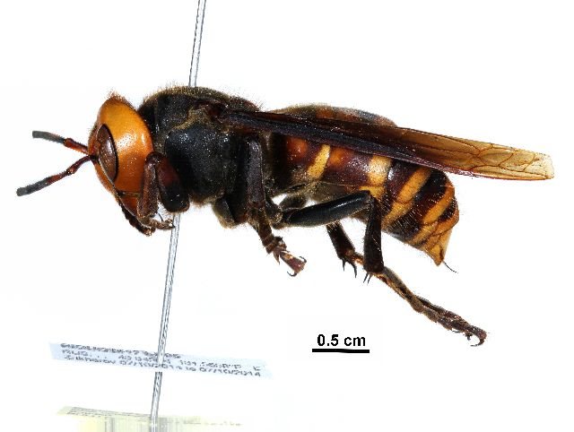 vespa mandarinia profil - CC - Centre for Biodiversity Genomics Vespa mandarinia - Hortus Focus