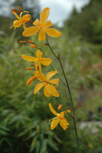Crocosmia 'Cucaracha' - Hortus Focus