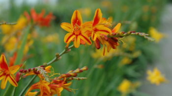 Crocosmia 'Hip Hop' - Hortus Focus