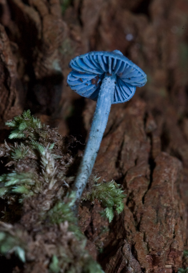 Entoloma_hochstetteri - Ian Dodd - Mushroom observer Entoloma hochstetteri - Hortus Focus