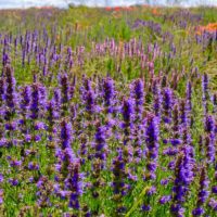 Fleurs d'hysope