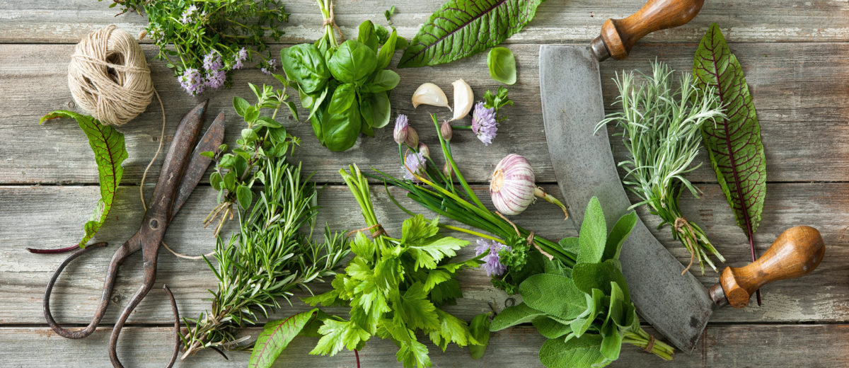 plantes aromatiques - Hortus Focus