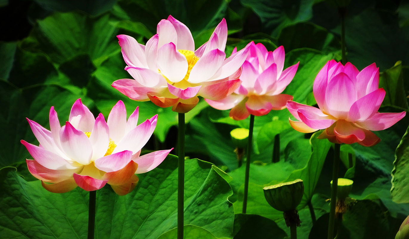 lotus- nelumbo-4835984-Reinhard-1371x800 Lotus - Hortus Focus