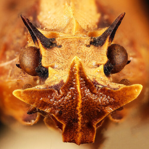 Phrictus diadema - usgs-insecte-macro-Fulgoridae-5Il840hIoMY-unsplash-800x800 Phrictus diadema - Hortus Focus