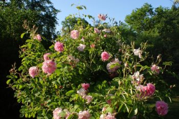 Rosa 'Trigintipetala' - Hortus Focus