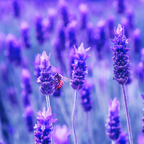 lavande - lavandula - abeille - steven-su-x3TCL2PSXyo-unsplash-1200x800 lavande - Hortus Focus