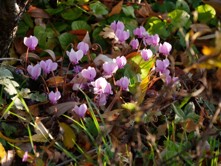 _1030138 cyclamen-Edit cyclamen - Hortus Focus