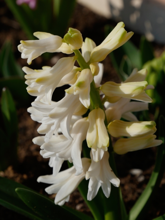 Jacinthe. jacinthus Jacinthe - Hortus Focus