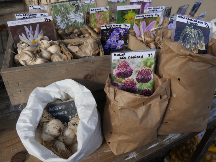 _1330737 Francis Courtois - F comme fleurs - bulbes botaniques-Edit Bulbes - Hortus Focus
