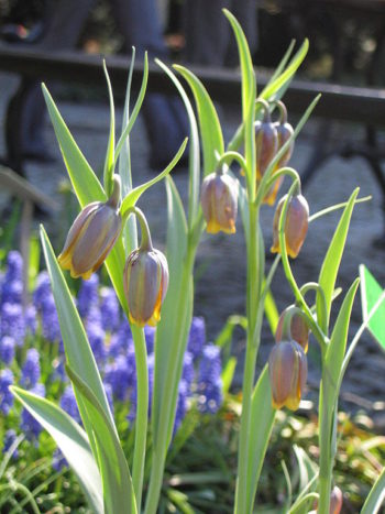 Fritillaria uva-vulpis - Hortus Focus