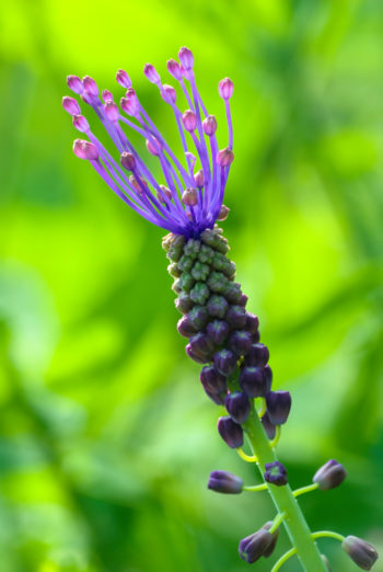Muscari comosum - Hortus Focus
