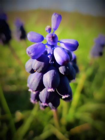 Muscari neglectum - Hortus Focus