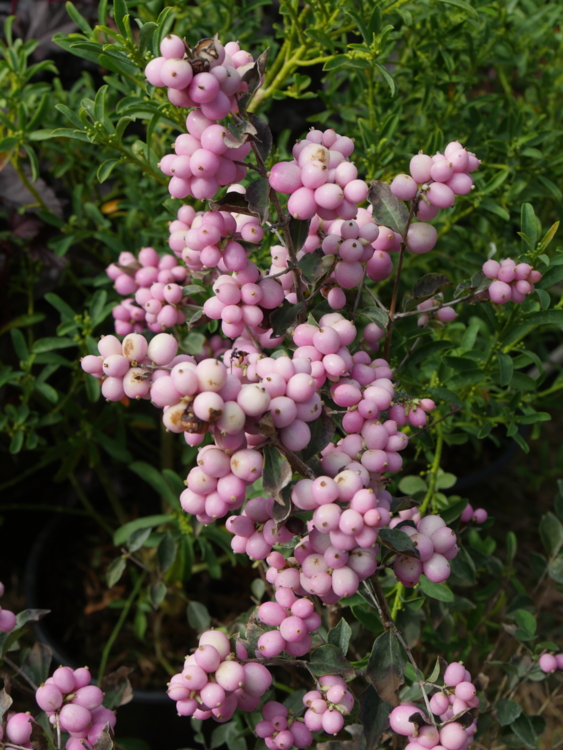 P1290005 symphorine-Edit Symphorine - Hortus Focus