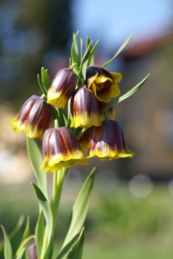 Fritillaria michailovsky - Hortus Focus