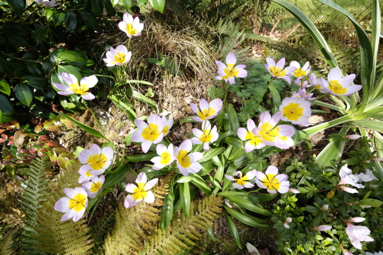 Jardin du Pellinec_Penvenan_allée himalayenne_tulipe botanique - tulipa saxatile-Edit Tulipa saxatilis - Hortus Focus
