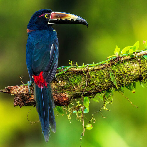 oiseau - zdenek-machacek-Ad4JgoOunq4-unsplash-1200x800 oiseau exotique - Hortus Focus