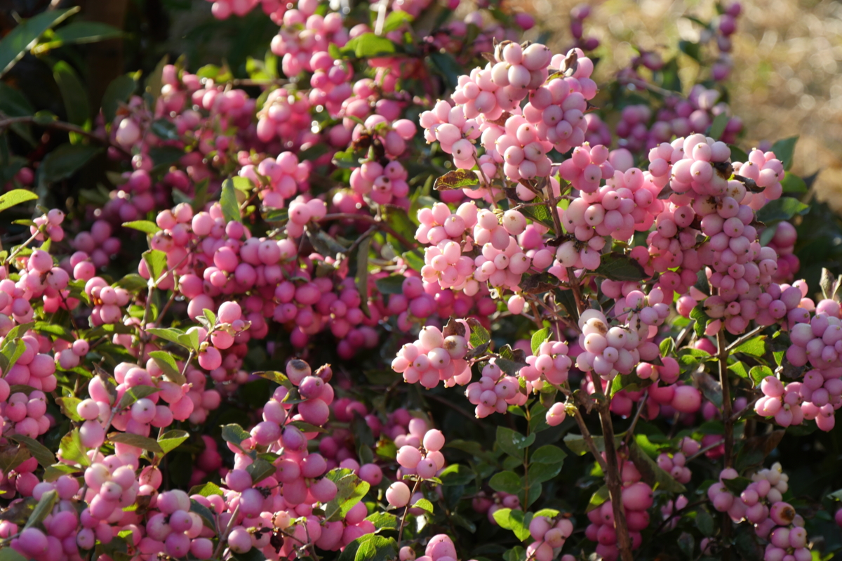 Symphorine 'Magical Sweet' - Hortus Focus