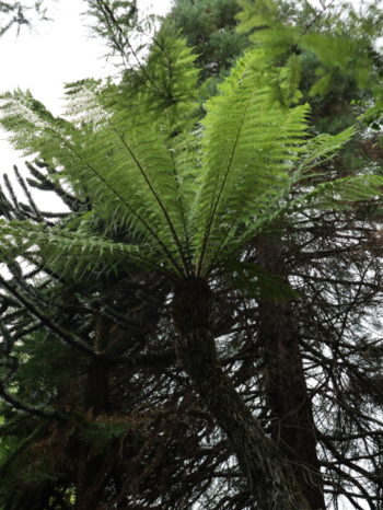 Terra Botanica - Hortus Focus