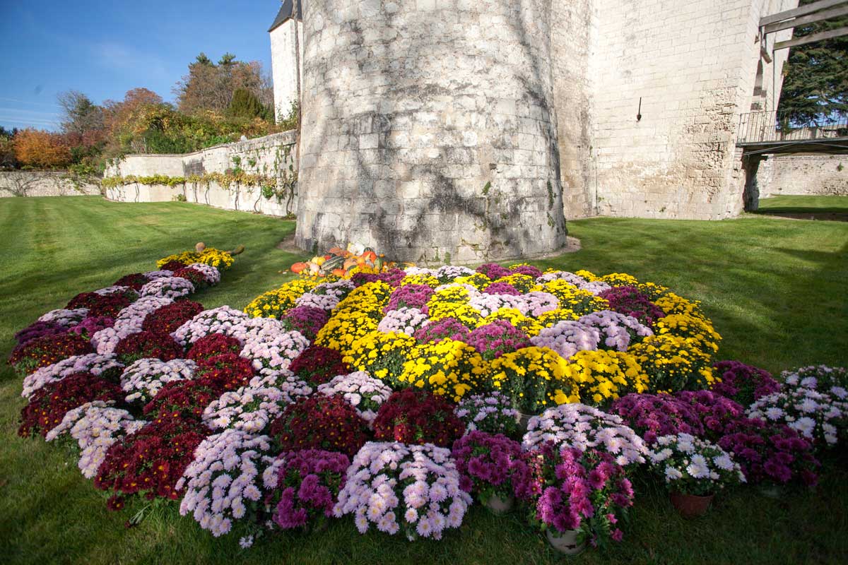Chateau du Rivau : automne - Chrysanthèmes
