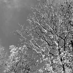 Bouleau-Foret-de-Senart-Isabelle-Vauconsant Bouleau