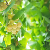 ginkgo biloba femelle fruits - igaguri_1 -Edit Gingko biloba fruits