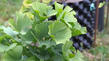 Ginkgo biloba 'Troll'