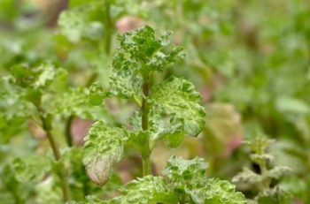 Plante indéfrisable : Menthe crispée - Hortus Focus