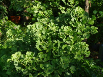 Ginkgo biloba 'Mariken'