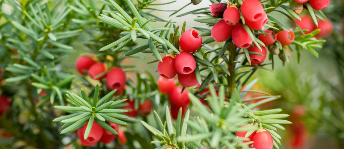 Taxus beccata - Hortus Focus