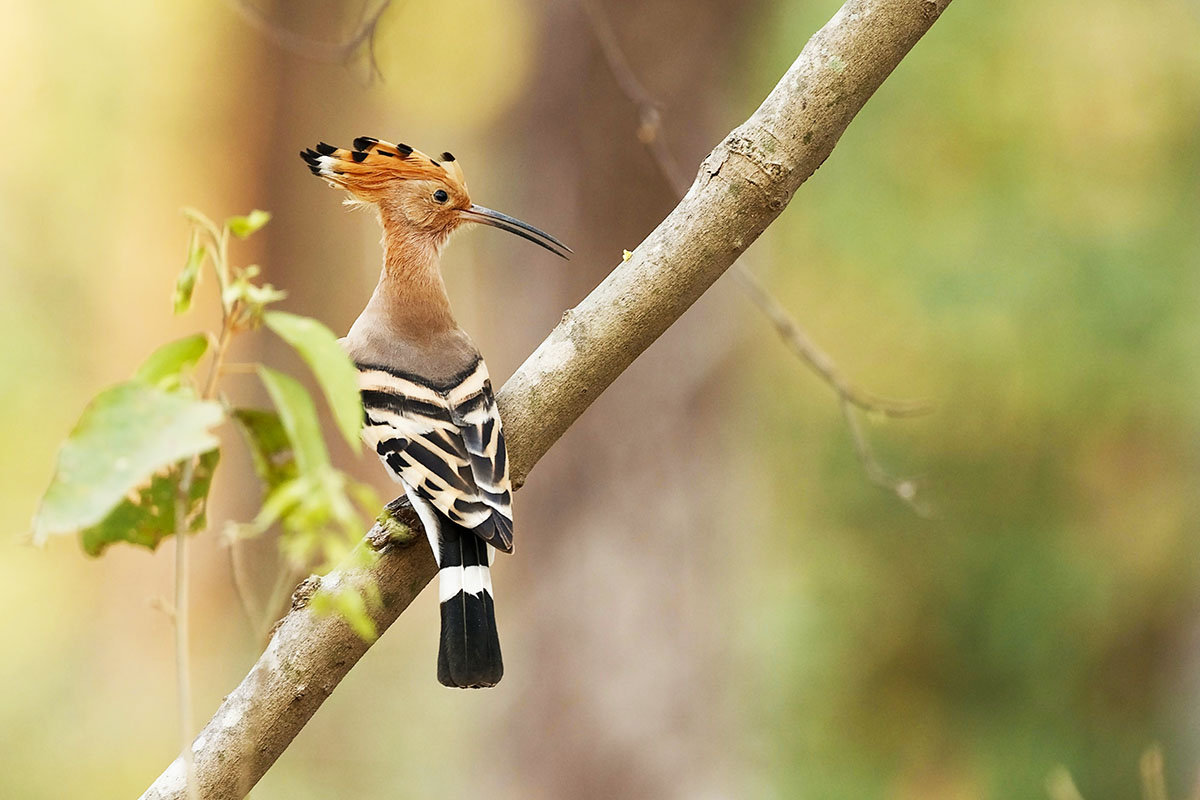 Huppe fasciee-oiseau-hans-veth-psbhUTs9emM-unsplash-1200x800 Huppe fasciée