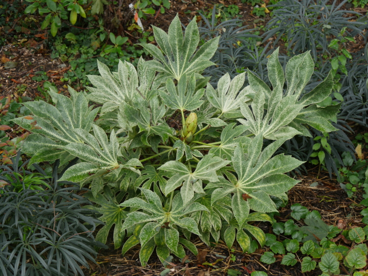 P1390652. Le Mas des Béalières - Fatsia japonica Spider's Web-Edit Fatsia 'Spider web'