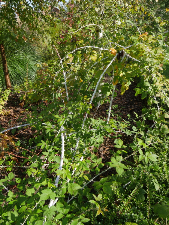 P1390965. Le Mas des Béalières - Rubus biflorus - ronce d'ornement-Edit Rubus biflorus