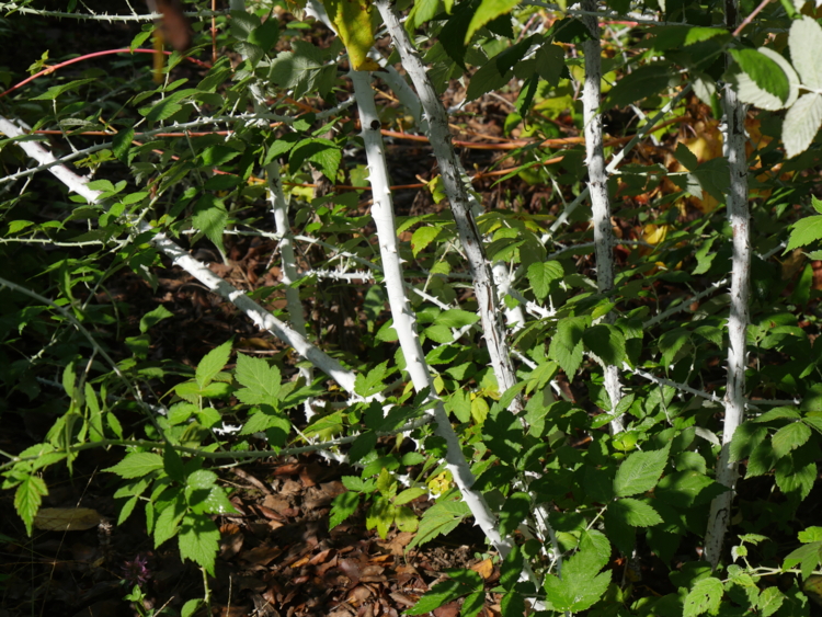 P1390969. Le Mas des Béalières - ronce d'ornement - Rubus biflorus-Edit Rubus biflorus - Hortus Focus