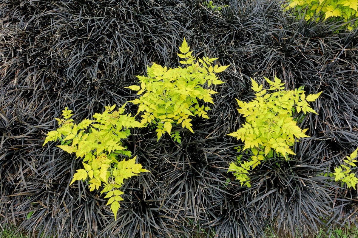 Rubus_cockburnianus_'Golden_Vale'_-_Hillier_Gardens_-_Romsey,_Hampshire,_England_-Daderot -Edit Rubus cockburnianus Goldenvale - Hortus Focus