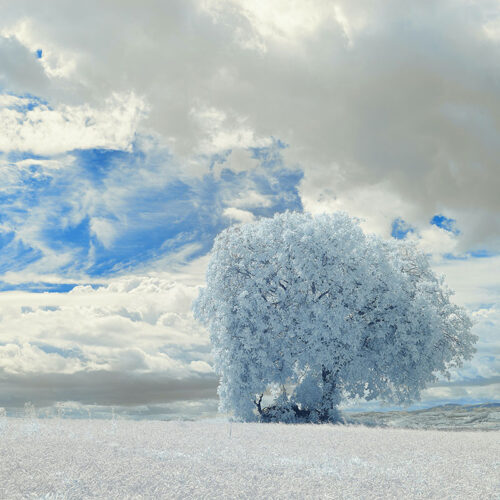 Arbre-neige-hiver-wolfgang-hasselmann-lFCdGntOBb0-unsplash-1200x800 arbre en hiver