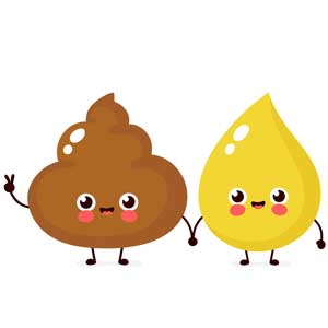 L'urine et les fèces