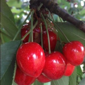 cerisier Sylvia - Sebtan-Edit Cerise 'Sylvia'