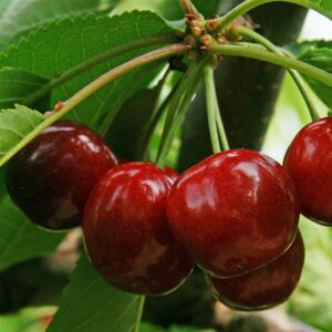 'Hatif Burlat' 'Hatif Burlat'