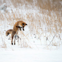 renard-hiver-neige-birger-strahl-AIs1oGS2pHQ-unsplash-1200x800 renard en hiver